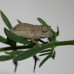 pygmy