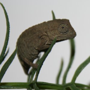 pygmy