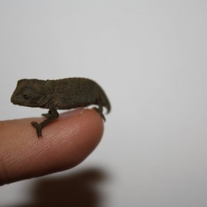 pygmy