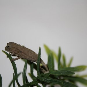 pygmy