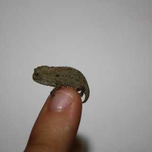 pygmy