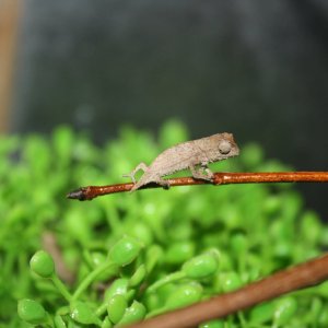 pygmy