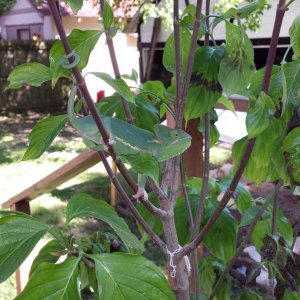 Blanche on a branch.