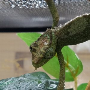 Love those scales