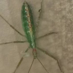 what kind of bug?