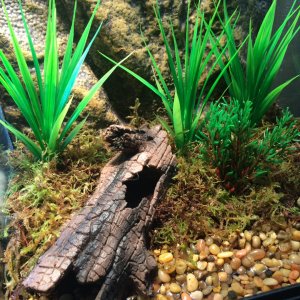 New leopard frog tank