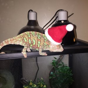 Herbert's Christmas Hat