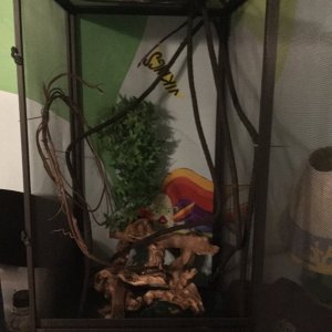 My carpet chameleon enclosure