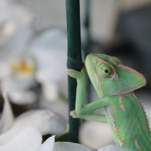 Climbing in mommies orchids.