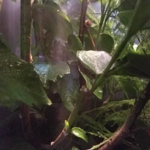 Mini rainforest