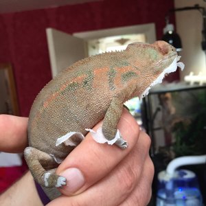 Freya post shed