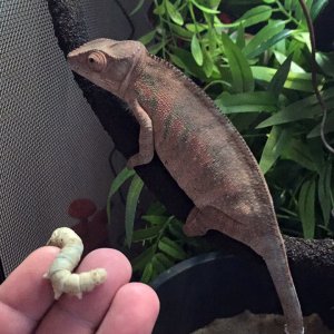 Freya dinnertime