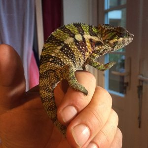 High Fiove Alfie