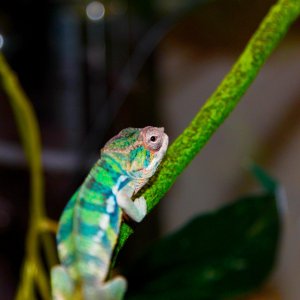 Ghost showing his colors