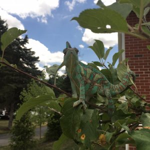 C.W.A. - Chameleon With Attitude