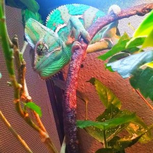 Kaiju