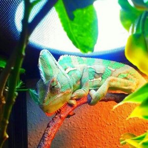 Kaiju