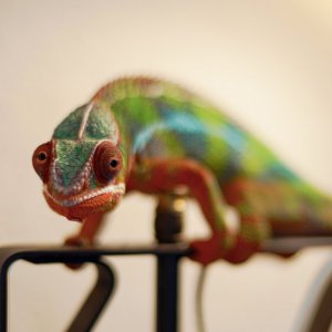 Just bein' a lizard