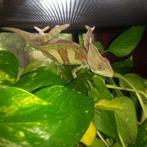 bruce hangin loose