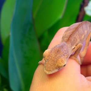 My little dinosaur