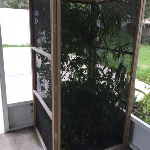 Obe Wan's outdoor enclosure