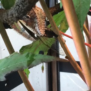 Freddie's first cicadas