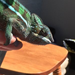Trying to escape