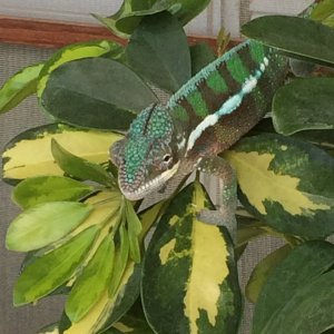 Freddie outside