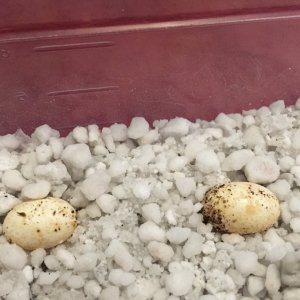 eggs