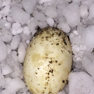 egg