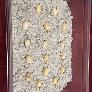 eggs