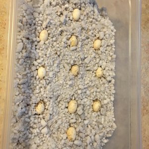 eggs