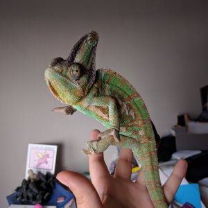 kuzco