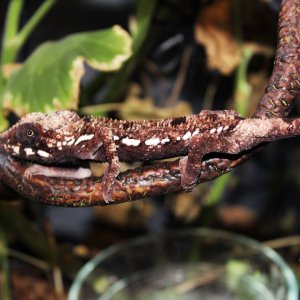 Camo cham