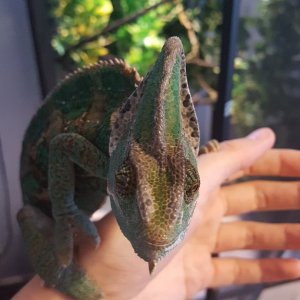 A little out of cage time