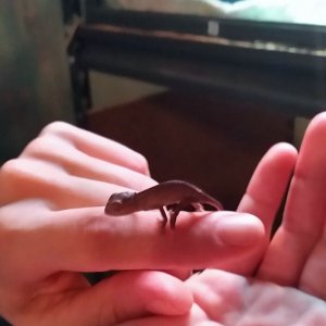 First to hatch
