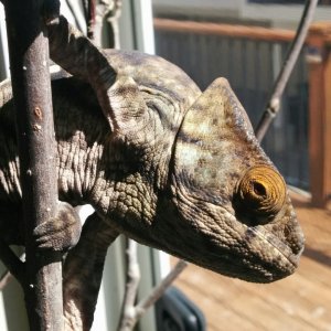 Sunshine! (Apr 2016)