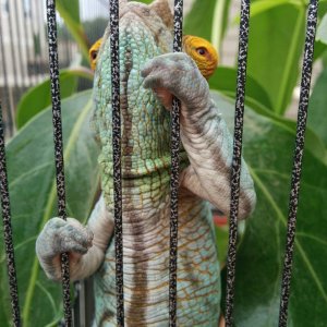Let me out (May 2016)