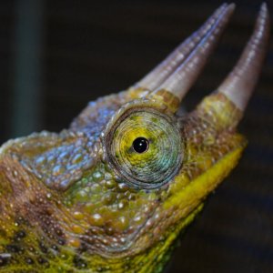 i see you!