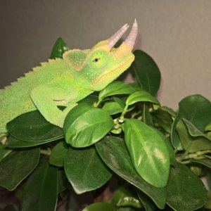 Wurma<3