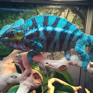 Jeppito