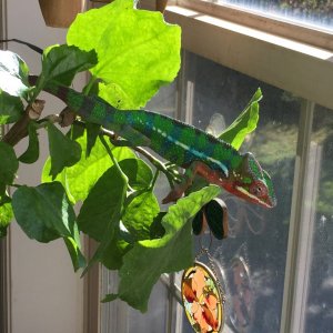Love this sunny window
