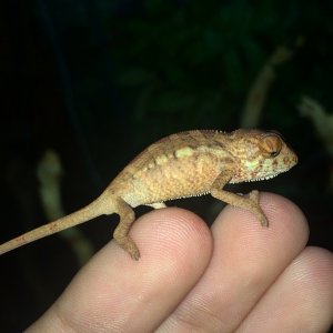 Female 1+ month old