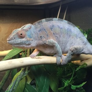 Ambilobe Panther Chameleon female  Here colors are crazy for a female