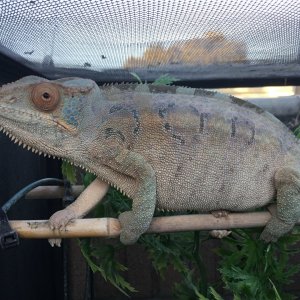 Kimba outside today