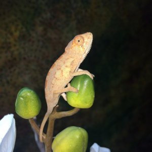 2 mos colors already