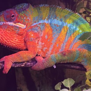 Rainbow