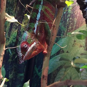 Big Red