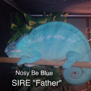 sire