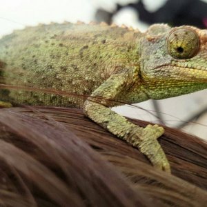 Rango
